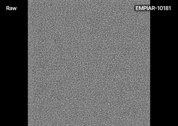 Micrograph Denoiser results GIF