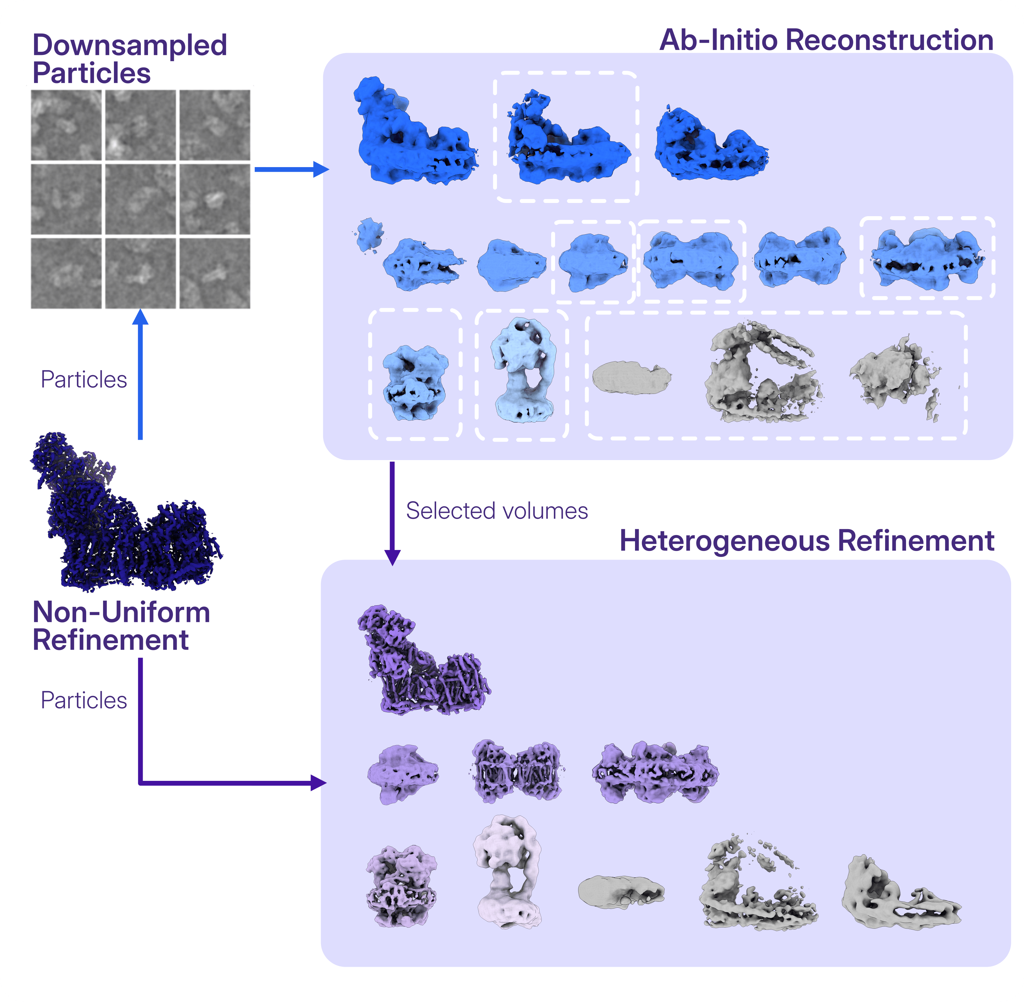 In the case study, decoy classification with Heterogeneous Refinement was deployed to classify and refine the poses of the different particle classes detected, while the junk particles got captured by the decoy volumes.