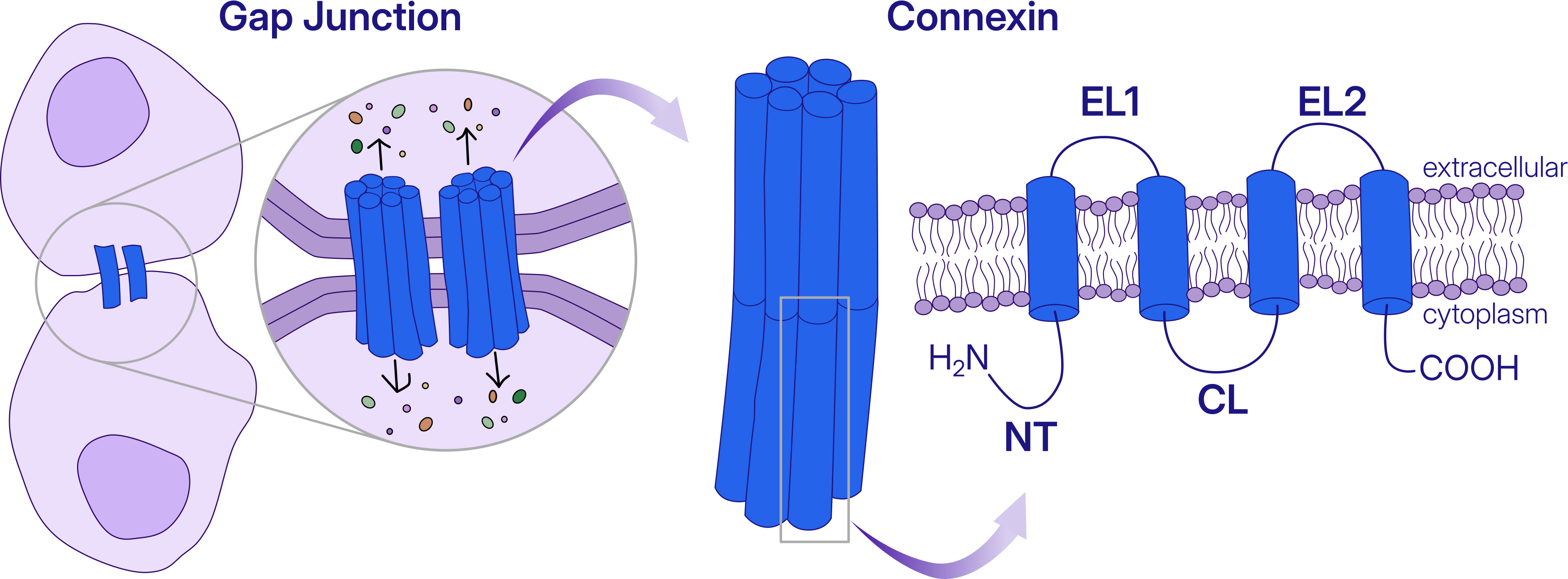NT: N-terminal domain, EL: extracellular loop, CL: cytoplasmic loop