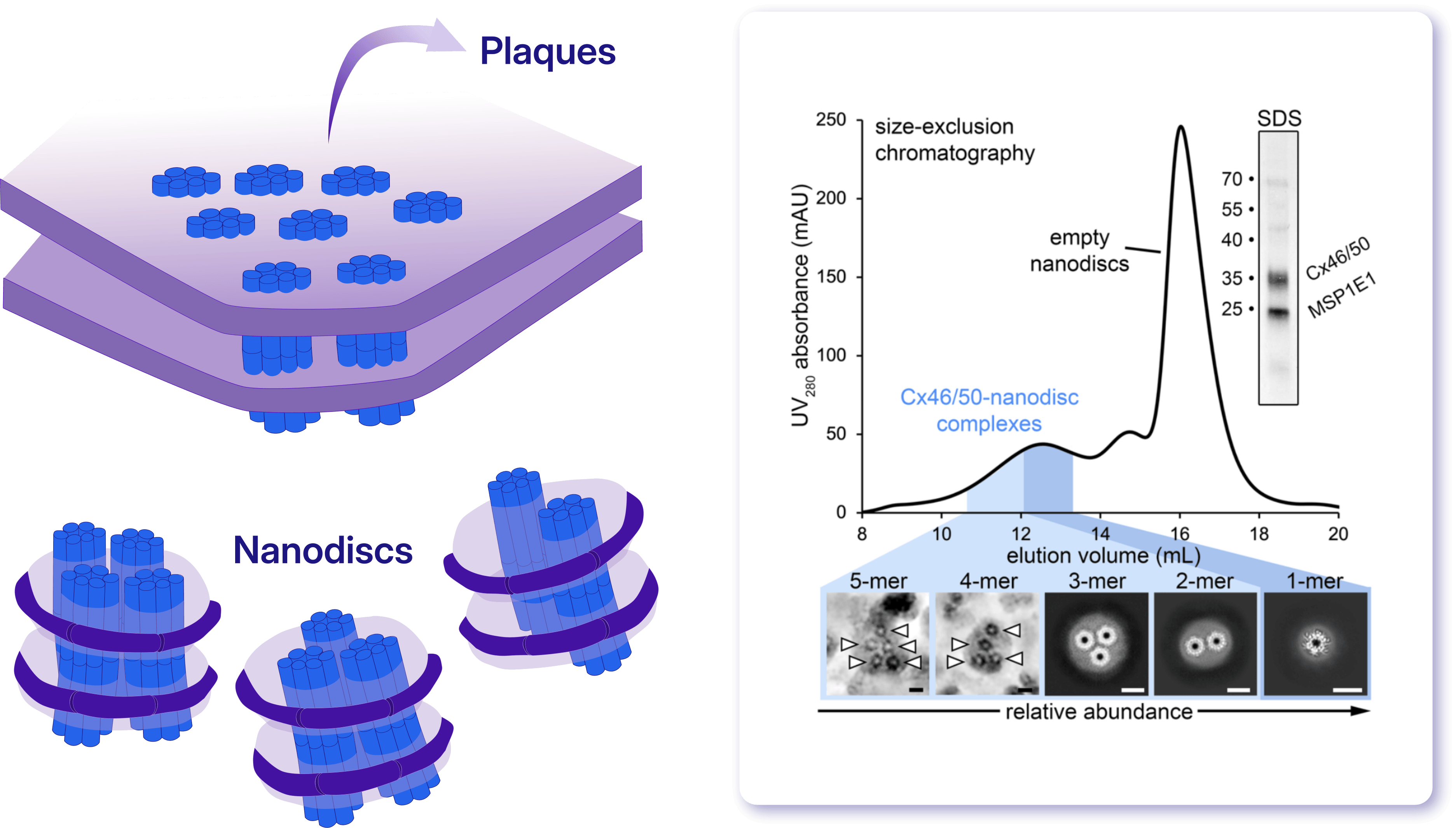 Right panel adapted from [Garrels et al., 2026](https://www.biorxiv.org/content/10.64898/2026.05.28.728492v1).