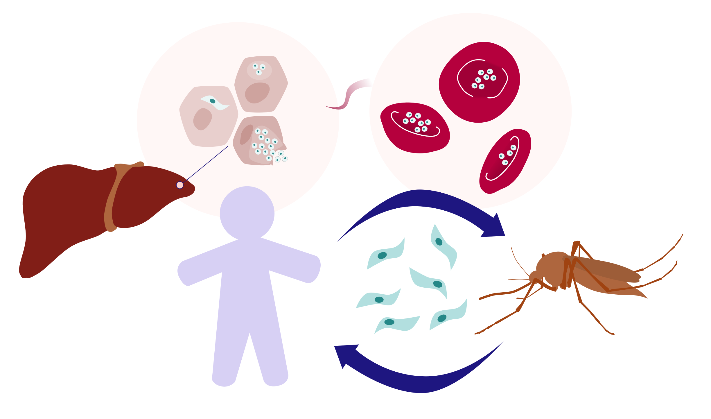 P. falciparum life cycle between humans and mosquitoes