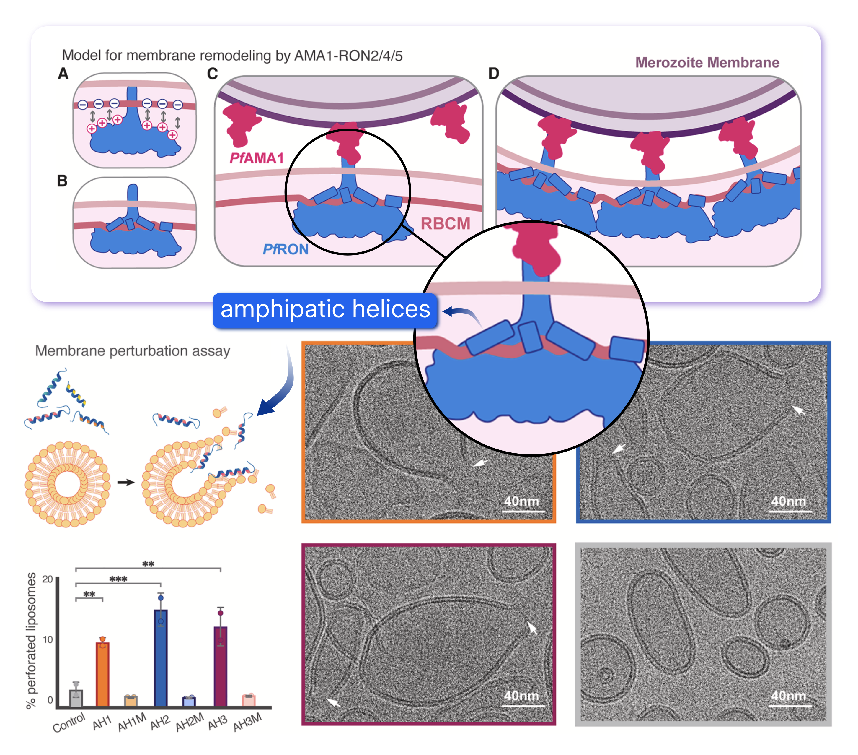 Membrane remodeling by the moving junction