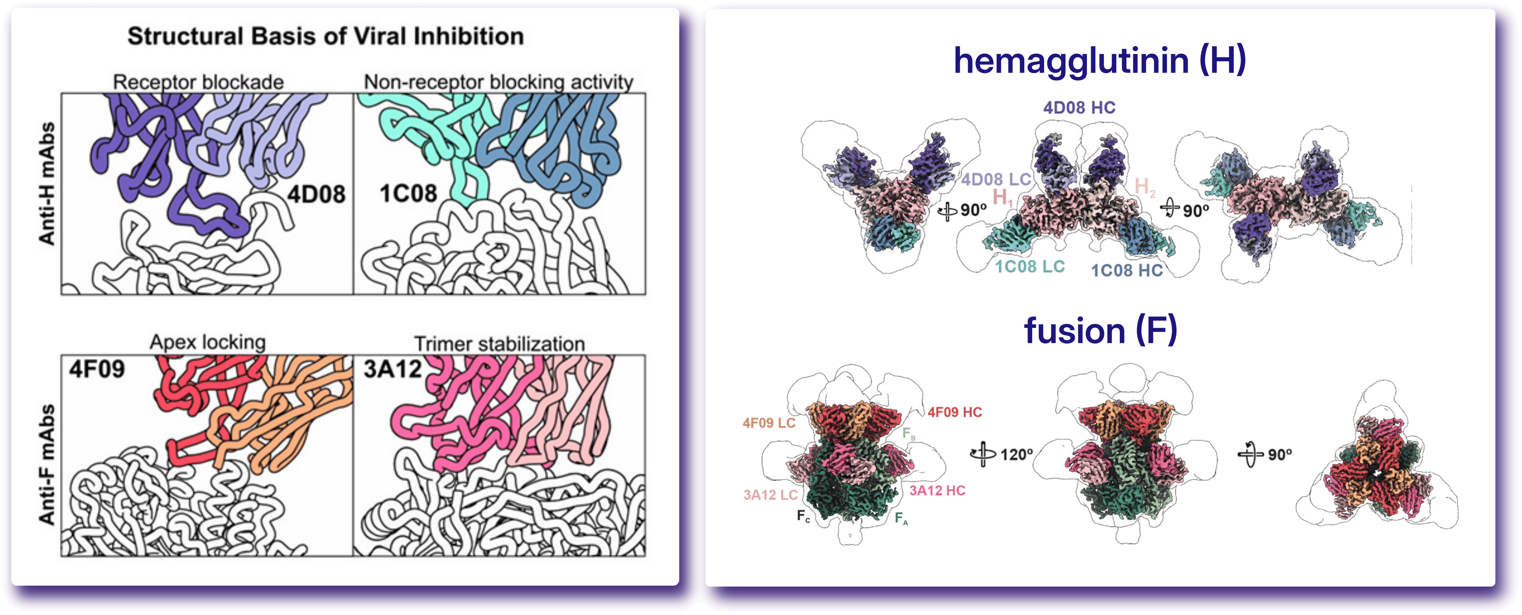 Structural basis of viral inhibition