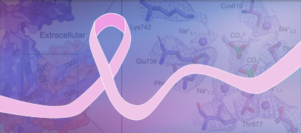 NBCn1 structure and ion-binding site behind a pink breast cancer awareness ribbon