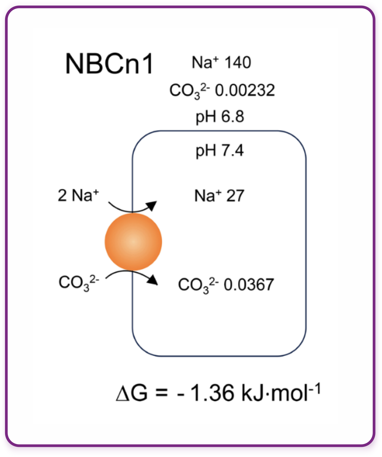 Thermodynamic model of NBCn1 importing two sodium ions and one carbonate ion against a reverse pH gradient