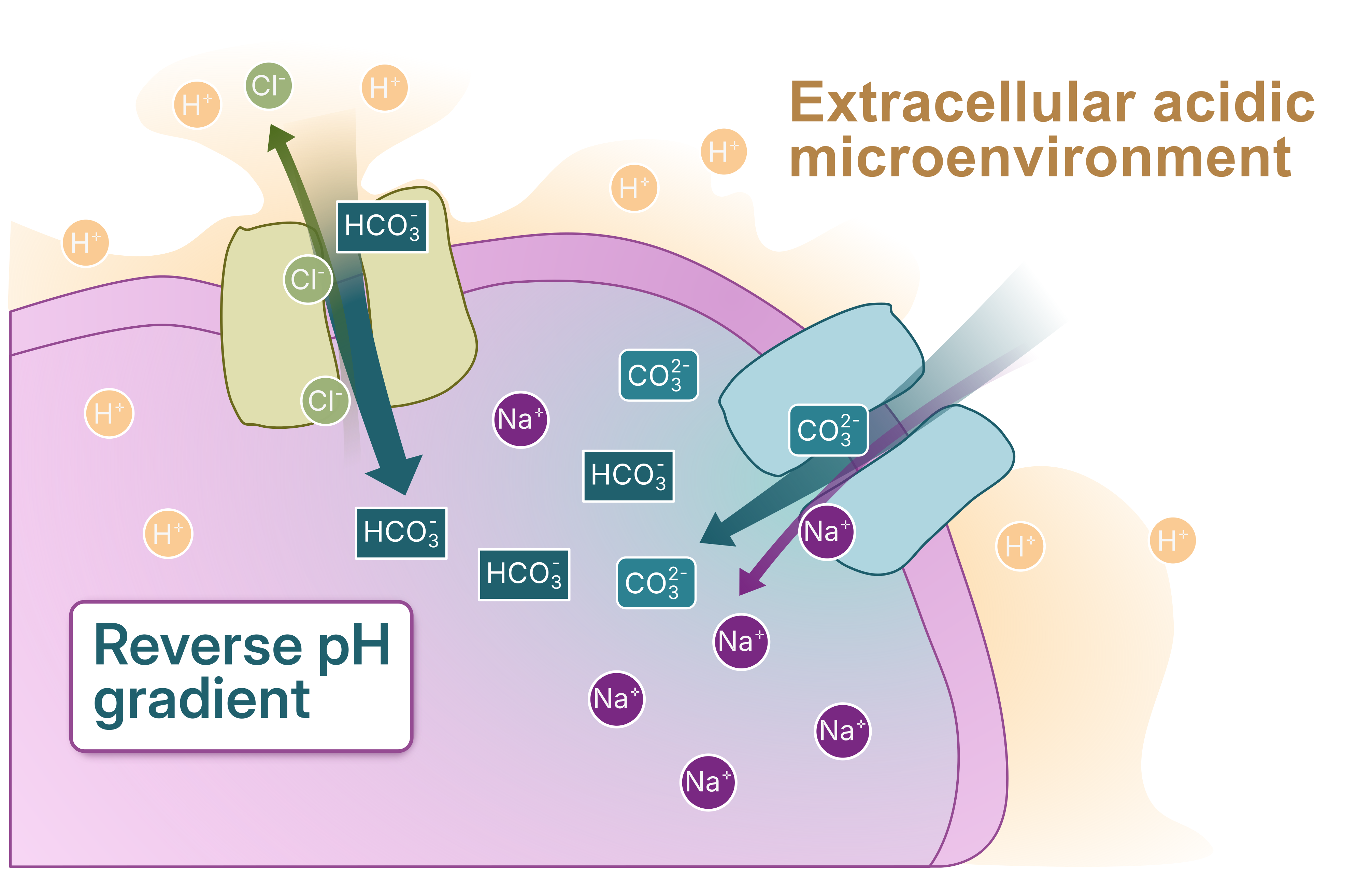 Membrane transporters export protons and import sodium and base equivalents to maintain a reverse pH gradient