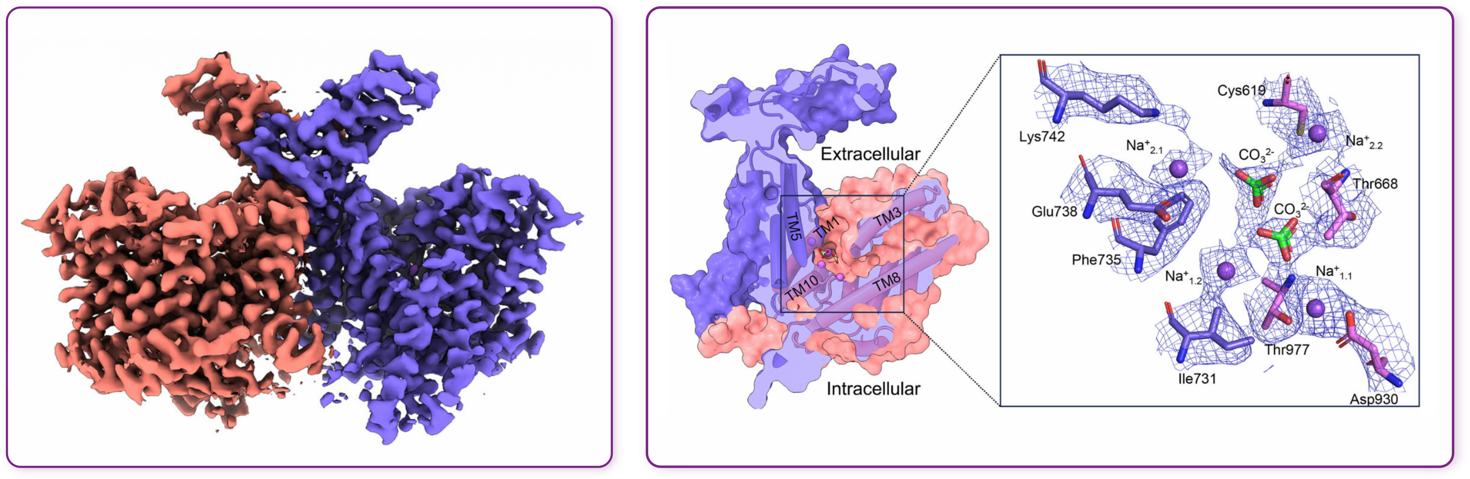 Cryo-EM density of the NBCn1 dimer and a structural model with a close-up of the ion-binding site