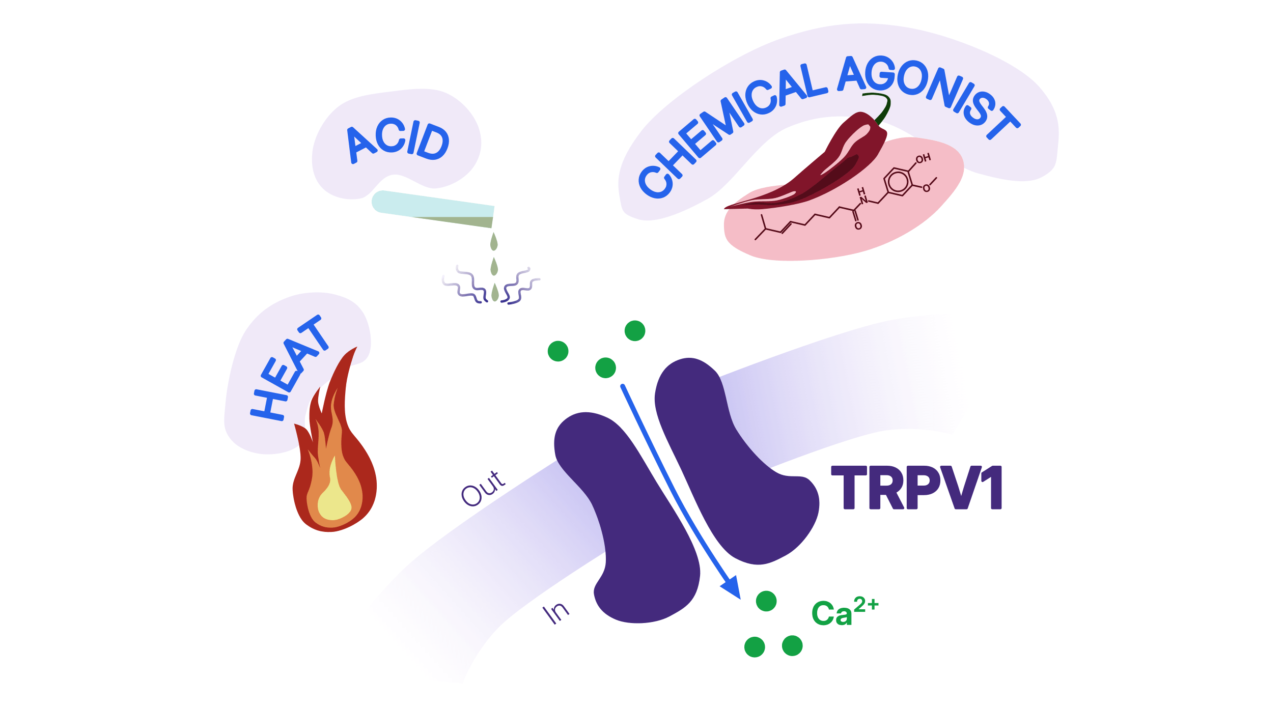 TRPV1 is activated by heat, acid, and chemical agonists, allowing calcium ions to enter sensory neurons.