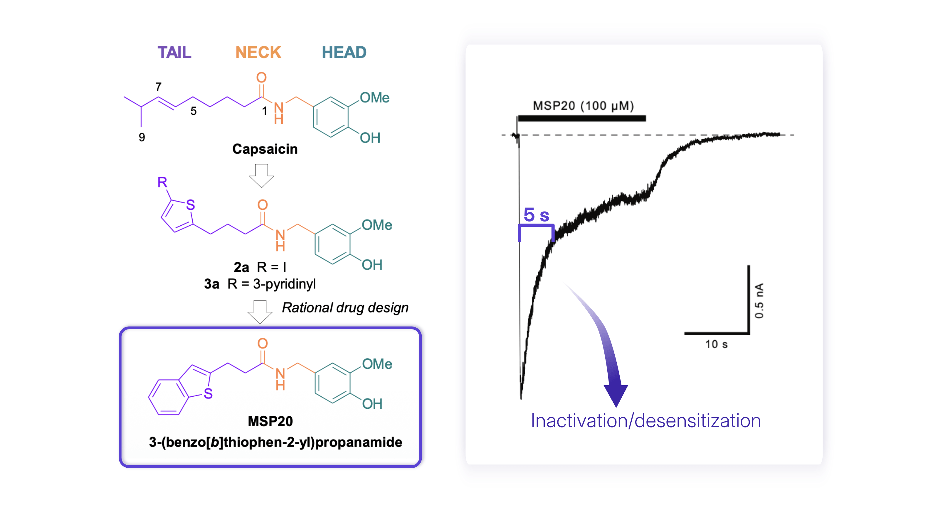 Chemical design to obtain MSP20 through rational drug design (left); representative current trace illustrating pronounced desensitization of human TRPV1 in response to a 20-second application of MSP20 (100 uM) (right).