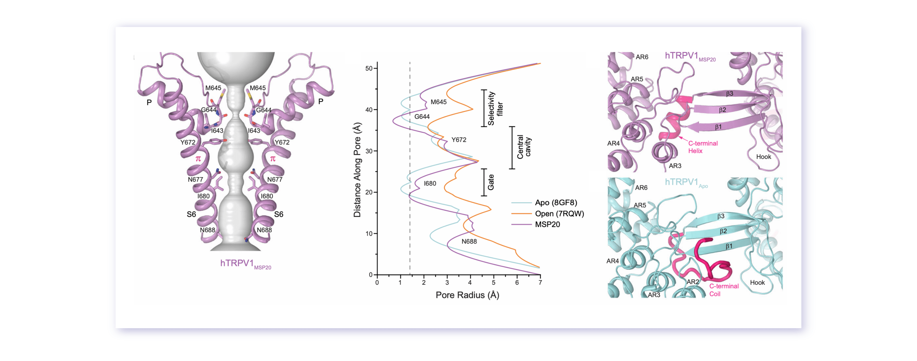 TRPV1 Pore