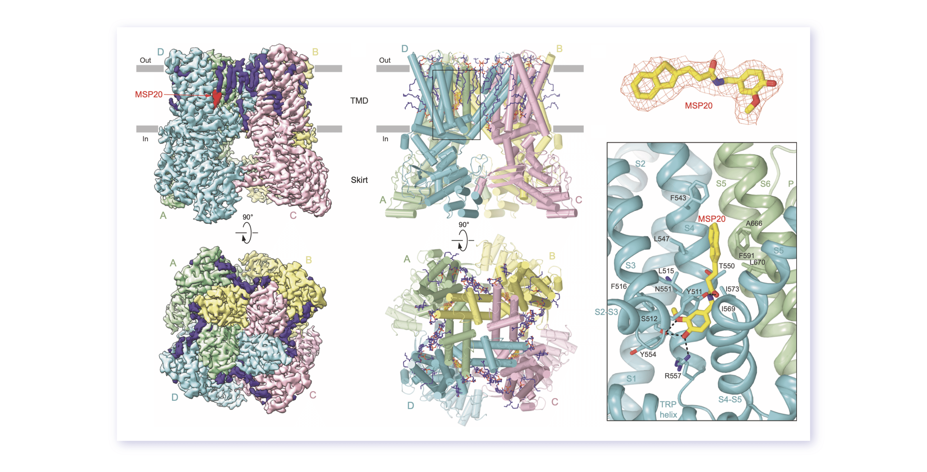 Cryo-EM map (left) and atomic model (center) of MSP20-bound TRPV1; MSP20 binding to the TRPV1 vanilloid-binding pocket (right).