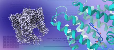 trpv1-msp20