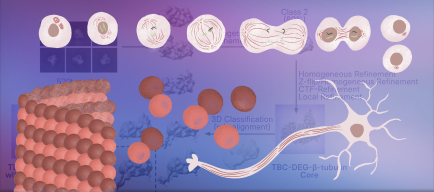 tubulin-microtubule-biology