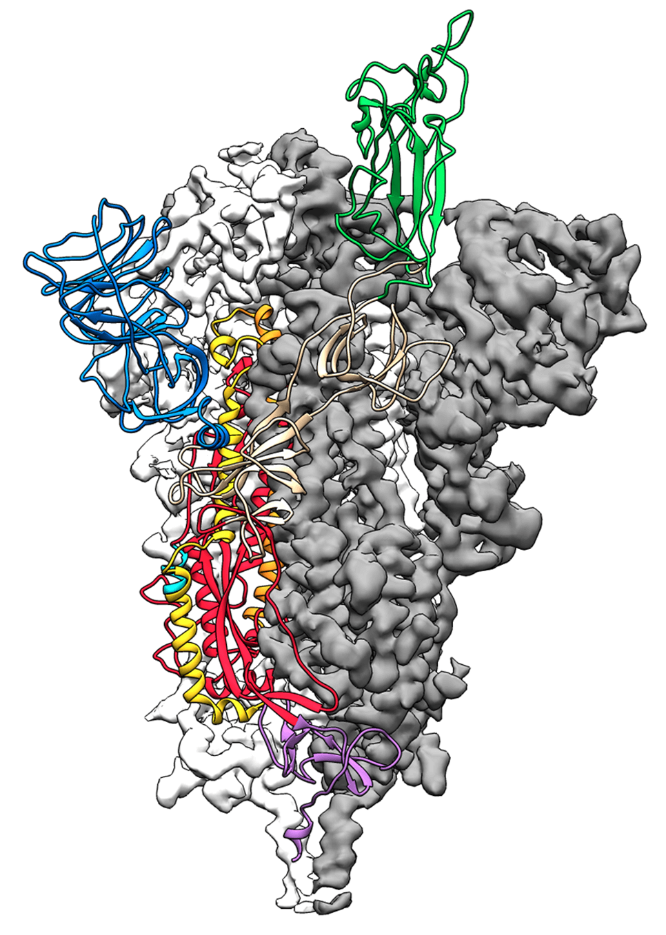 Cryo-EM structure of the 2019-nCoV spike protein